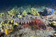 水中写真家 中村征夫氏が見たかがわの里海6