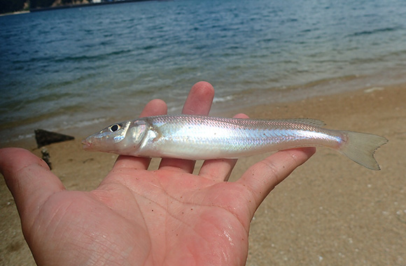 釣った魚