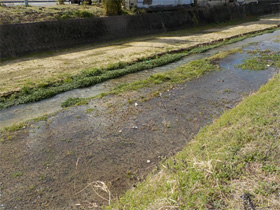 春日川の上流の調査2