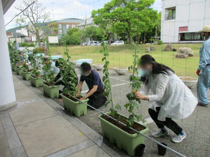 植付け