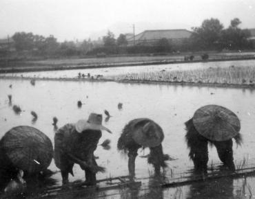 田植え風景(1951年)