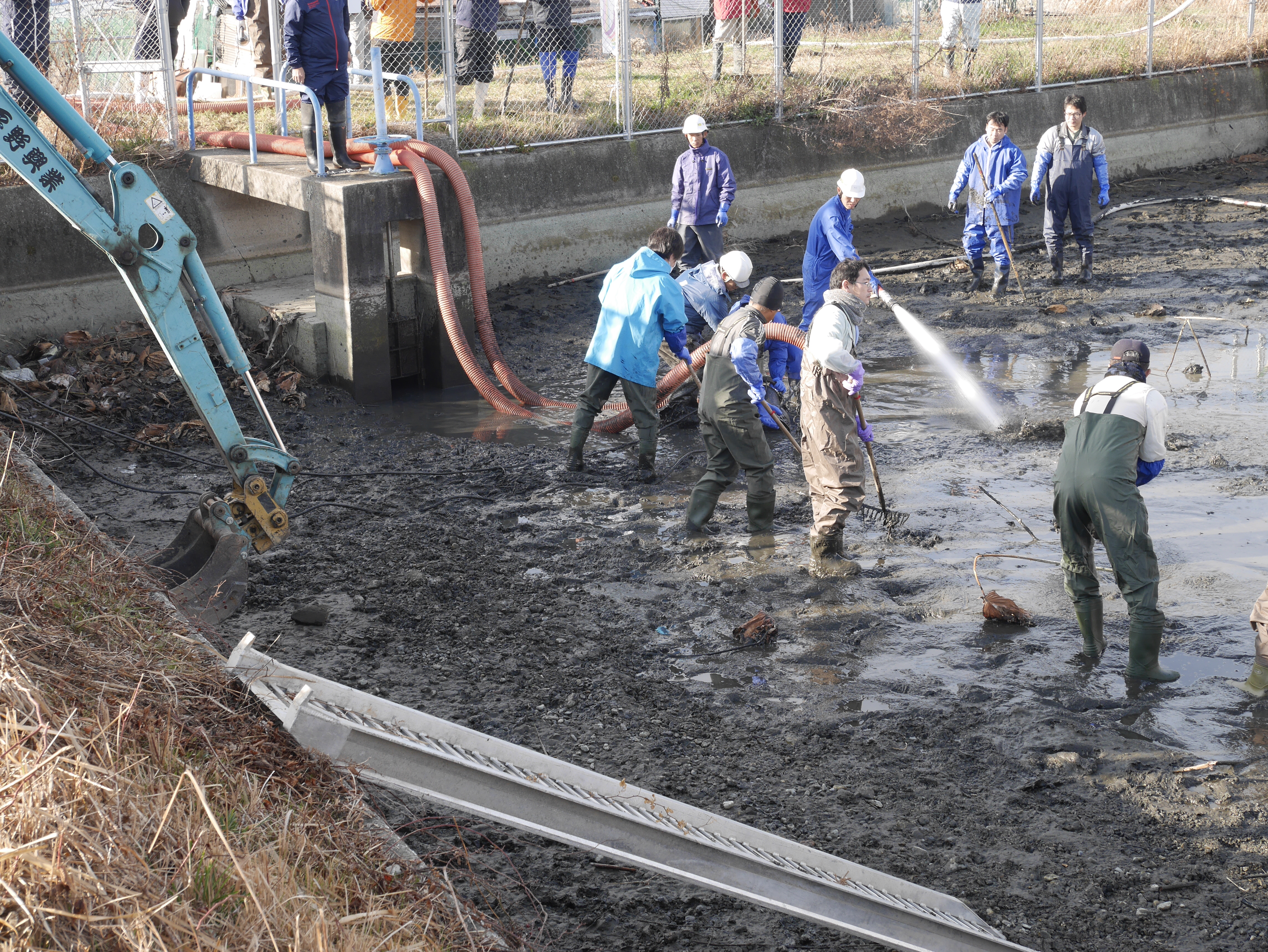 明石市二見新池かいぼり風景平成31年1月撮影