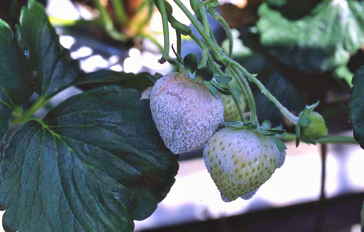5itigoudonko