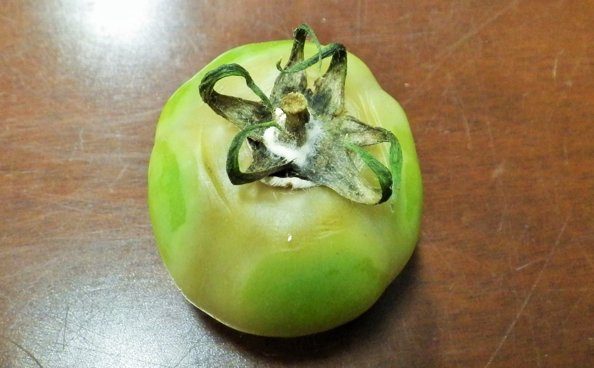 4tomatokinnkaku