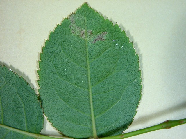 baraudonko01