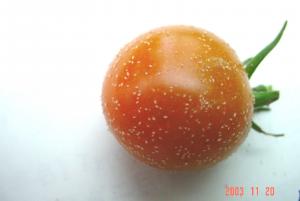kenagakonadanitomatohigai