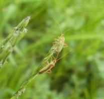 アカスジカスミカメ成虫