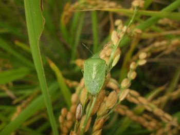 ミナミアオカメムシ成虫