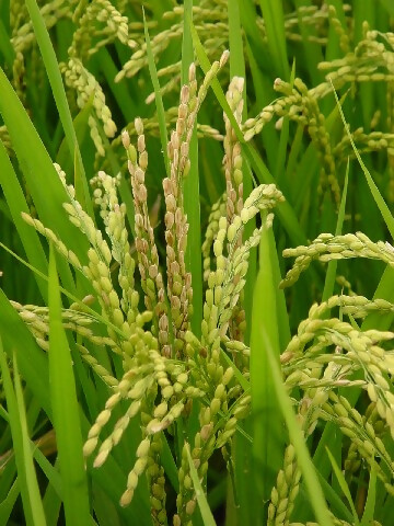 もみ枯細菌病1