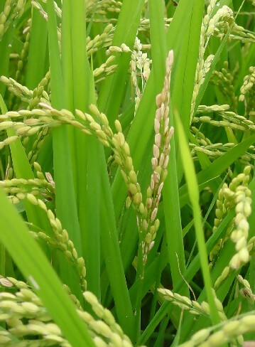 もみ枯細菌病2