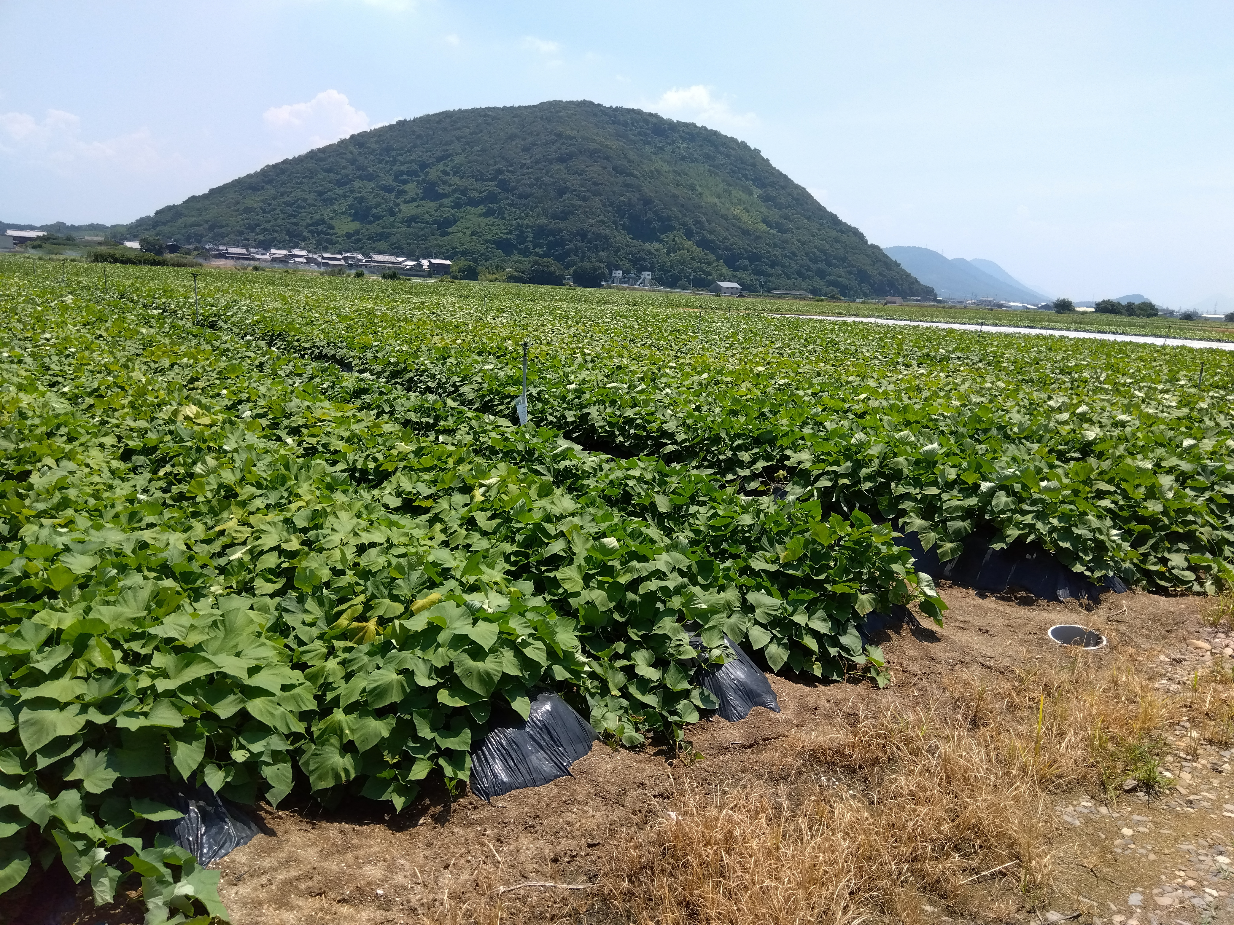 特別栽培さつまいも栽培風景7月下旬