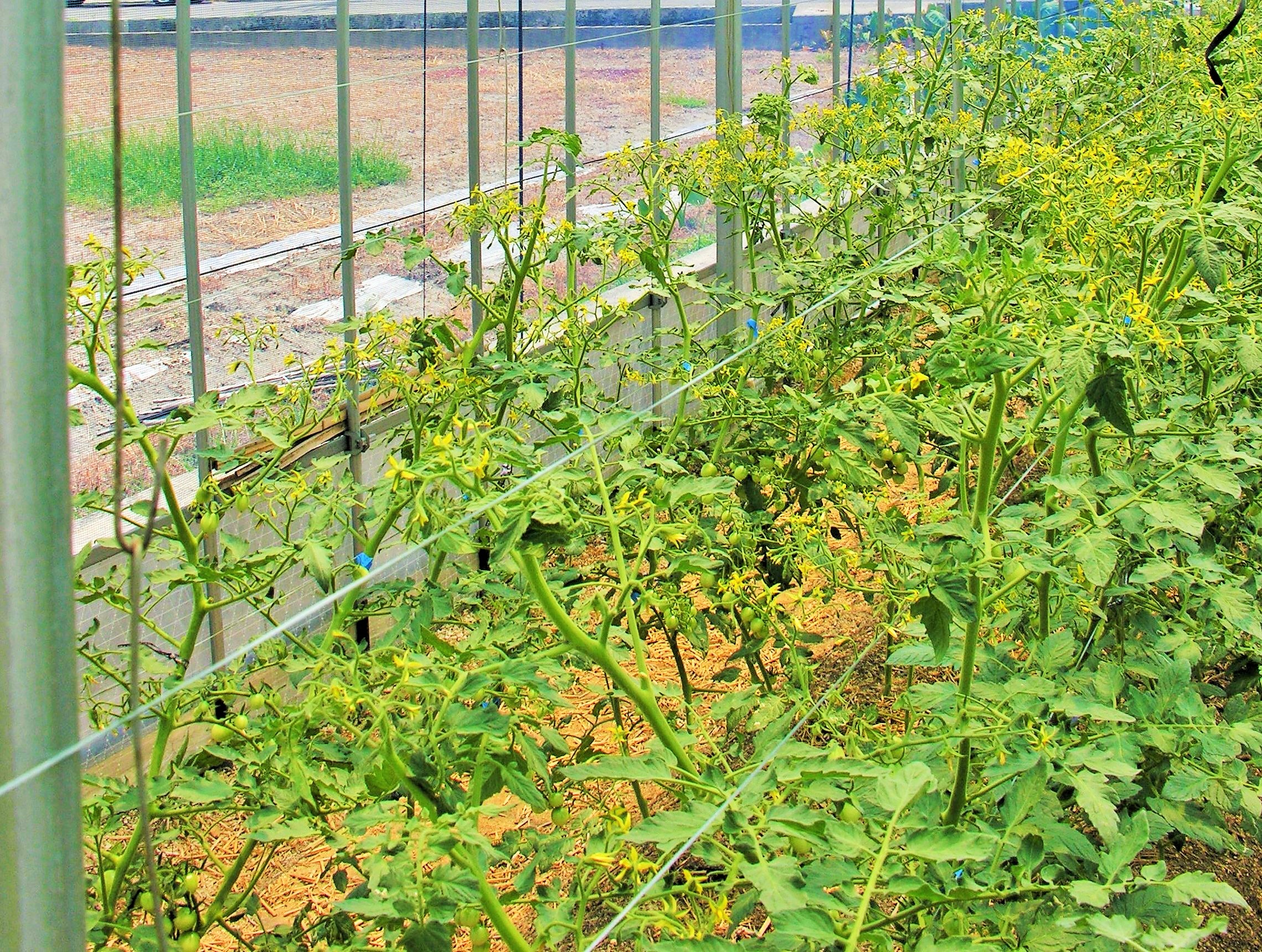 1tomatoouahamaki
