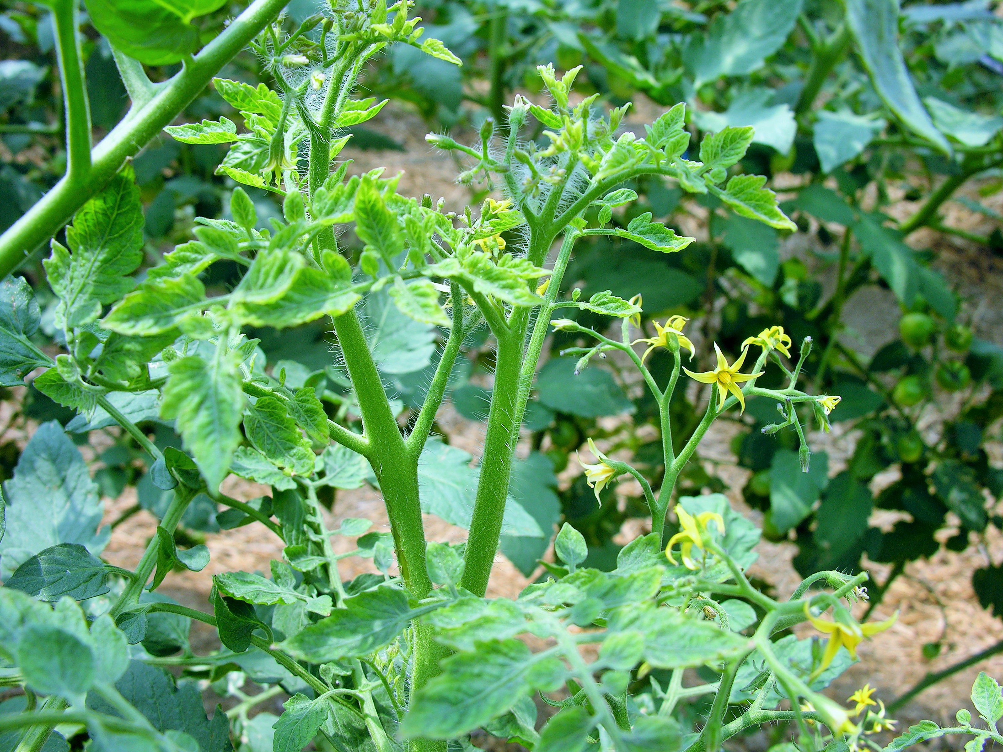2tomatooukahamaki
