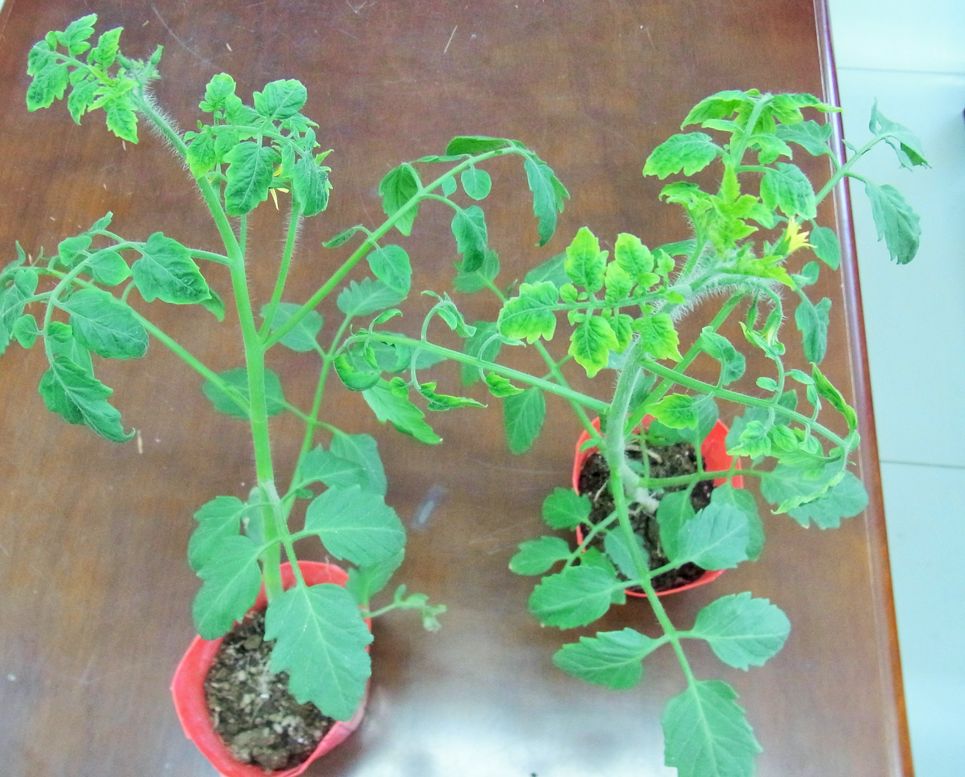 3tomatooukahamaki