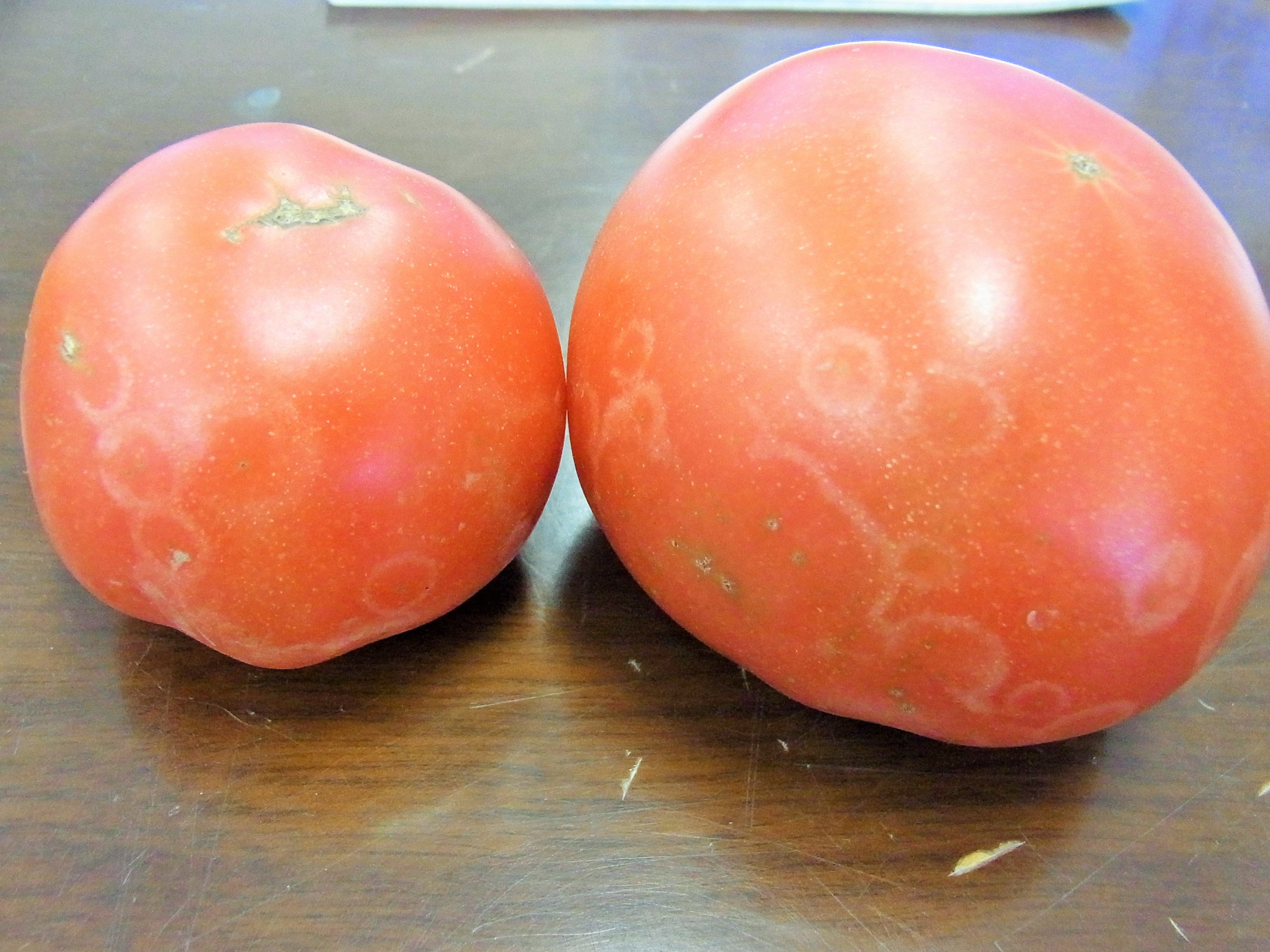 3tomatohaikabi