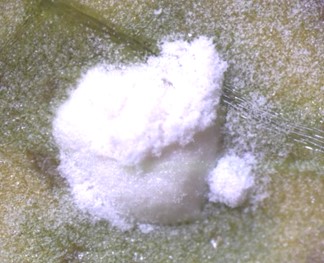4nabanasirosabi
