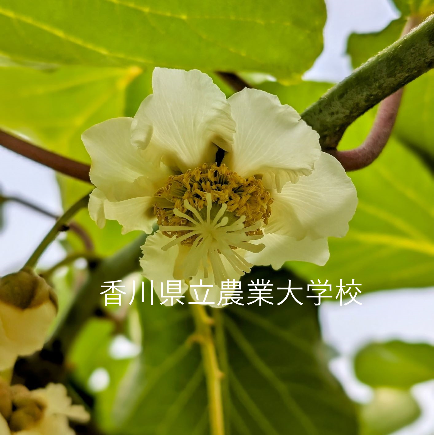 キウイフルーツ