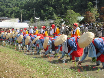 お田植まつりで手植えを行う様子