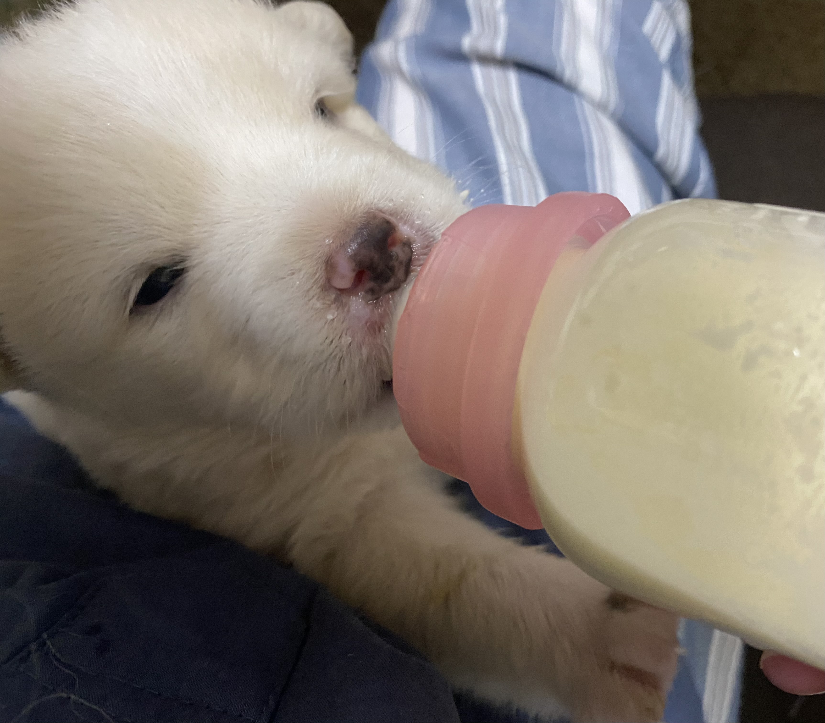 離乳前の子犬