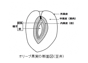 オリーブ実断面図