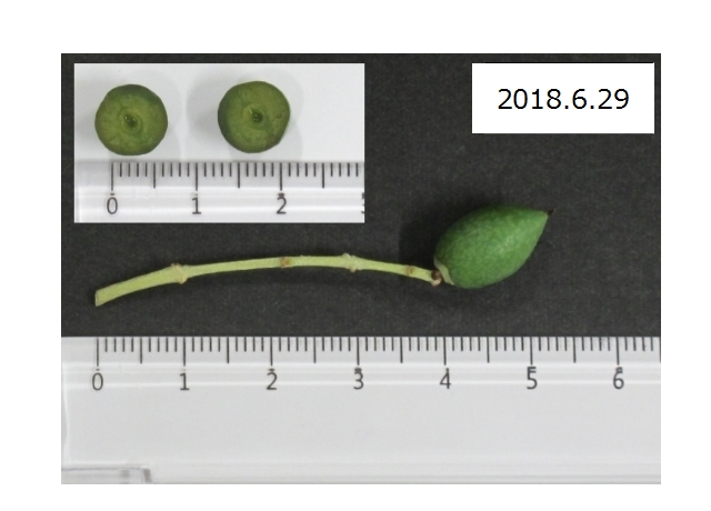 オリーブ果実写真（H30年6月29日)