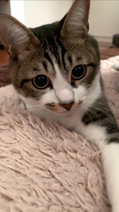 ペットフレンズ2