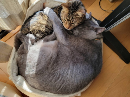 ペットフレンズ1