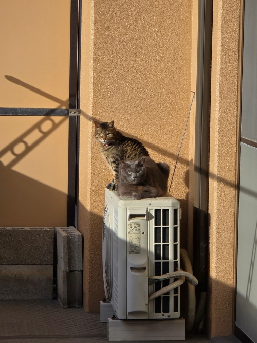 ペットフレンズ2