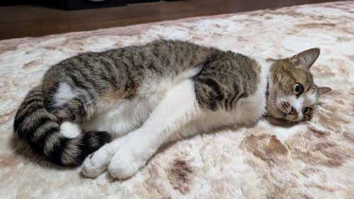 ペットフレンズ2