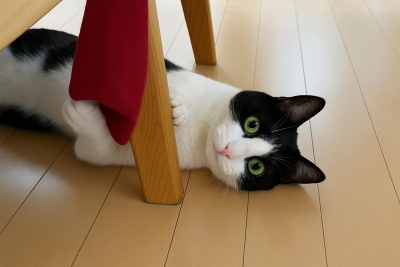 ペットフレンズ