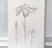 花のスケッチ