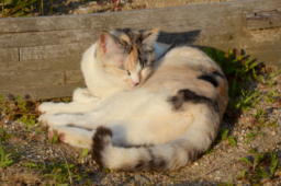 松田さんの猫、松田せいこちゃん